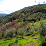 Discover why LUM’ARI stands out as the gold standard in olive oil and herbs. From hand-harvested olives to organic bay leaves.