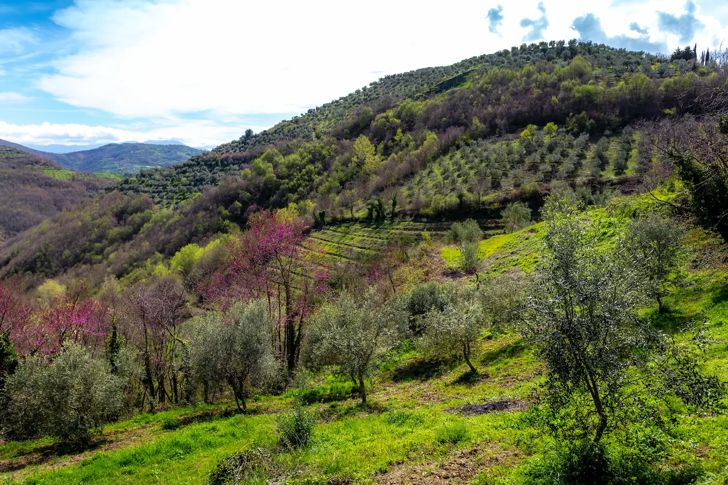 Discover why LUM’ARI stands out as the gold standard in olive oil and herbs. From hand-harvested olives to organic bay leaves.